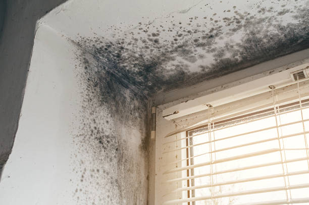 Affordable Black Mold Remediation solutions in Waldorf, MD